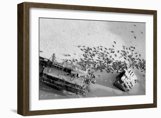 Seal Wreck-Howard Ruby-Framed Photographic Print