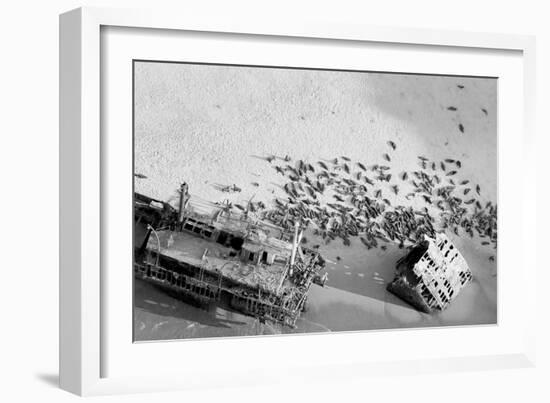 Seal Wreck-Howard Ruby-Framed Photographic Print