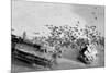 Seal Wreck-Howard Ruby-Mounted Photographic Print