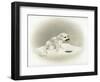 Seal-Peggy Harris-Framed Giclee Print