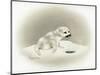 Seal-Peggy Harris-Mounted Giclee Print