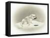 Seal-Peggy Harris-Framed Stretched Canvas