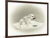 Seal-Peggy Harris-Framed Giclee Print