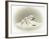 Seal-Peggy Harris-Framed Giclee Print