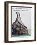 Seal-null-Framed Premium Giclee Print