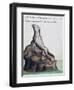 Seal-null-Framed Premium Giclee Print