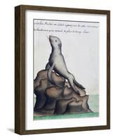 Seal-null-Framed Giclee Print