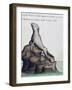 Seal-null-Framed Giclee Print