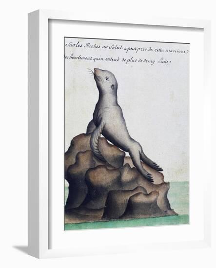 Seal-null-Framed Giclee Print