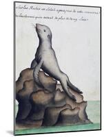 Seal-null-Mounted Giclee Print