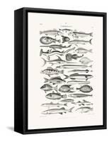 Sealife I-Oliver Goldsmith-Framed Stretched Canvas