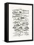 Sealife I-Oliver Goldsmith-Framed Stretched Canvas