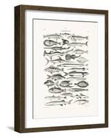 Sealife I-Oliver Goldsmith-Framed Photographic Print