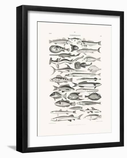 Sealife I-Oliver Goldsmith-Framed Photographic Print