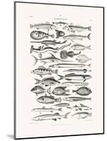 Sealife I-Oliver Goldsmith-Mounted Photographic Print