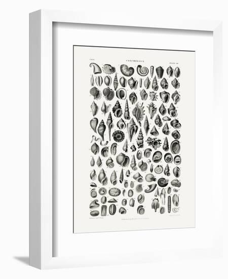 Sealife III-Oliver Goldsmith-Framed Photographic Print