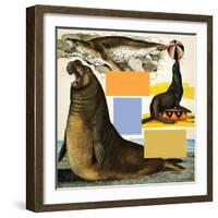 Seals and Sea-Lions, Including Seal Balancing Ball on Nose-Arthur Oxenham-Framed Giclee Print