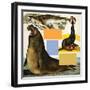 Seals and Sea-Lions, Including Seal Balancing Ball on Nose-Arthur Oxenham-Framed Giclee Print