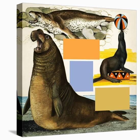 Seals and Sea-Lions, Including Seal Balancing Ball on Nose-Arthur Oxenham-Stretched Canvas