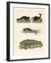 Seals and Walruses-null-Framed Giclee Print