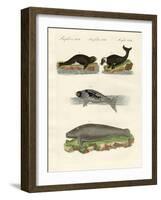 Seals and Walruses-null-Framed Giclee Print