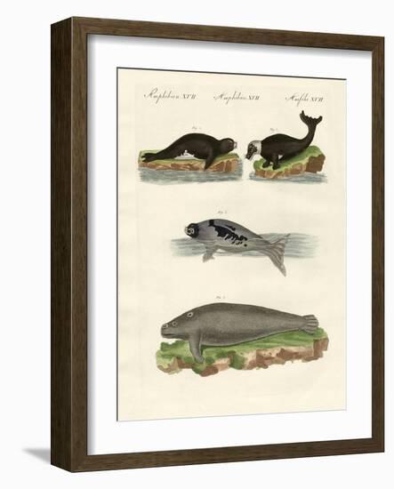 Seals and Walruses-null-Framed Giclee Print