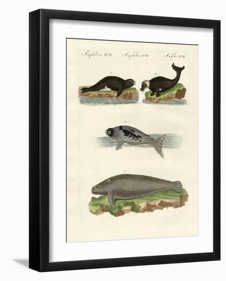 Seals and Walruses-null-Framed Giclee Print