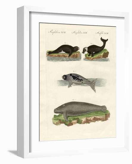 Seals and Walruses-null-Framed Giclee Print