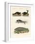 Seals and Walruses-null-Framed Giclee Print