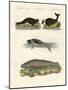 Seals and Walruses-null-Mounted Giclee Print