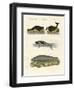 Seals and Walruses-null-Framed Giclee Print