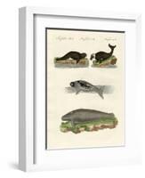 Seals and Walruses-null-Framed Giclee Print