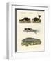 Seals and Walruses-null-Framed Giclee Print