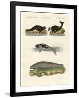 Seals and Walruses-null-Framed Giclee Print