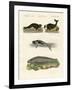 Seals and Walruses-null-Framed Giclee Print