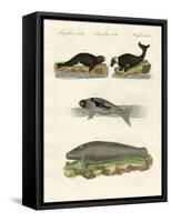 Seals and Walruses-null-Framed Stretched Canvas