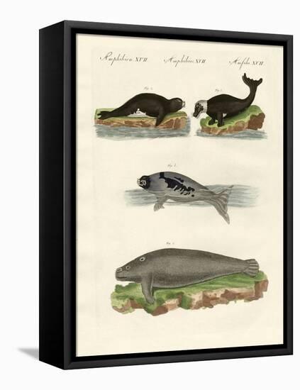 Seals and Walruses-null-Framed Stretched Canvas