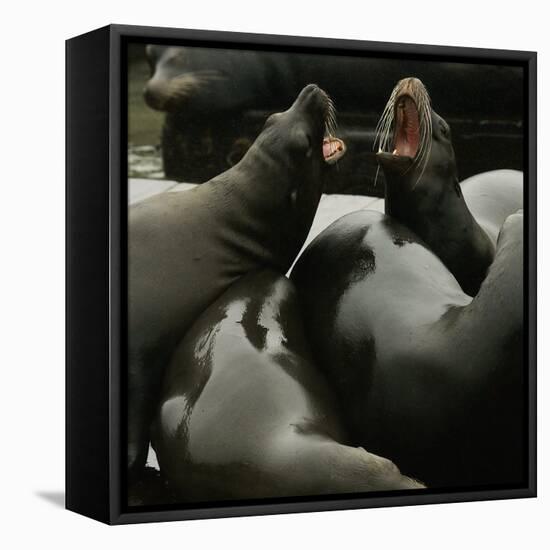 Seals Compete for Dock Space on Pier 39-null-Framed Stretched Canvas