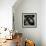 Seals Compete for Dock Space on Pier 39-null-Framed Photographic Print displayed on a wall