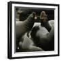 Seals Compete for Dock Space on Pier 39-null-Framed Photographic Print