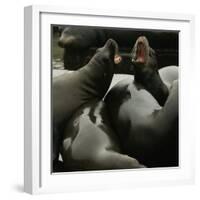 Seals Compete for Dock Space on Pier 39-null-Framed Photographic Print