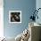 Seals Compete for Dock Space on Pier 39-null-Framed Photographic Print displayed on a wall