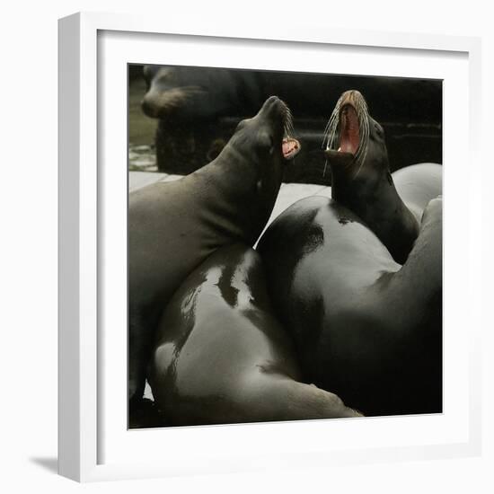 Seals Compete for Dock Space on Pier 39-null-Framed Photographic Print