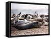 Seals on the Blakney Point Reserve-null-Framed Stretched Canvas