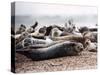 Seals on the Blakney Point Reserve-null-Stretched Canvas