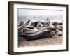 Seals on the Blakney Point Reserve-null-Framed Photographic Print
