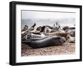 Seals on the Blakney Point Reserve-null-Framed Photographic Print