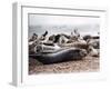 Seals on the Blakney Point Reserve-null-Framed Photographic Print