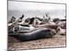 Seals on the Blakney Point Reserve-null-Mounted Photographic Print