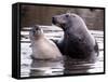 Seals on the Farne Island off the Northumberland Coast in Northern England, November 1972-null-Framed Stretched Canvas